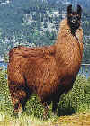 Lama.jpg (21091 bytes)